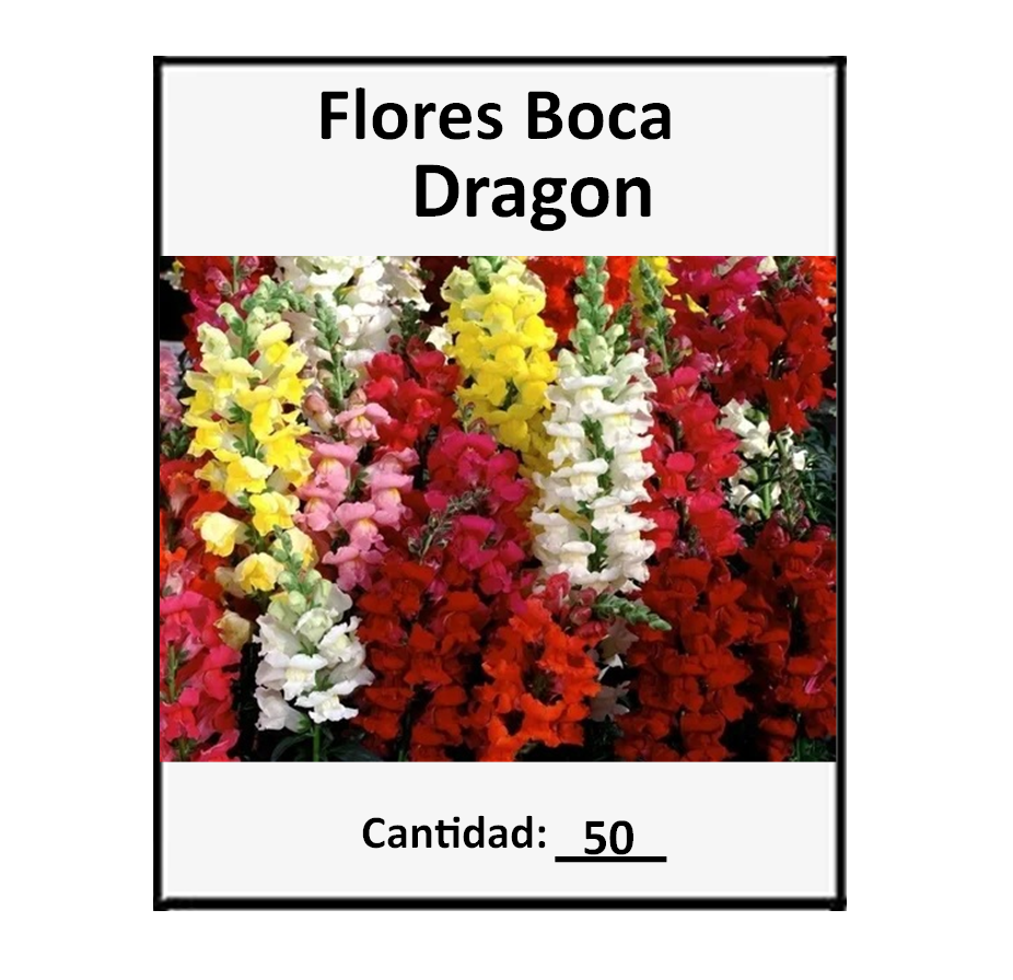 50 Semillas de Boca de Dragon